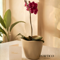 Orquidea Phalaenopsys + Maceta Tryas