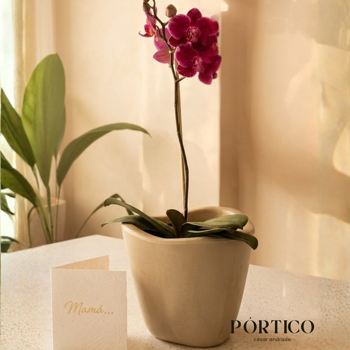Orquidea Phalaenopsys + Maceta Tryas