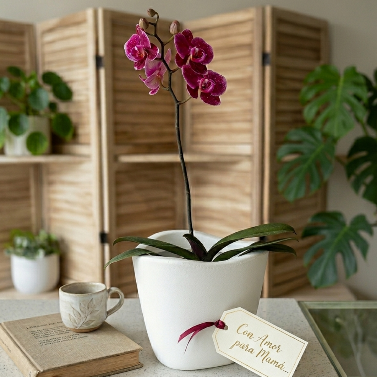 Orquidea Phalaenopsys + Maceta Tryas