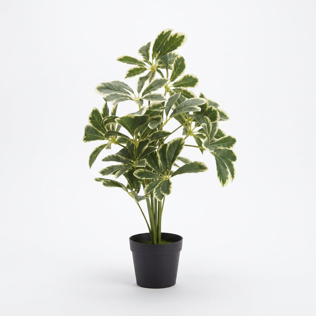 ARTIFICIAL SCHEFFLERA