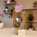 Maceta Spello + Orquidea Phalaenopsys
